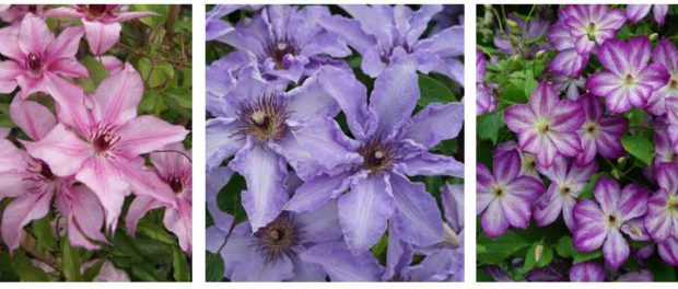 Nieuwe clematis 2017 Nieuwe clematis 2017