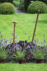 aanplanten lavendel