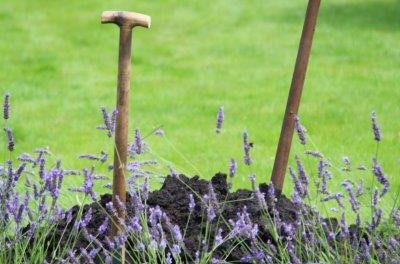 Tuinhappy.nl - lavendel planten Tuinhappy.nl - lavendel planten