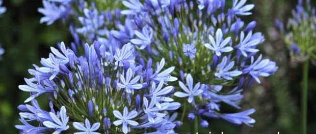 Tuinhappy.nl - Agapanthus - africaanse lelie Tuinhappy.nl - Agapanthus - africaanse lelie