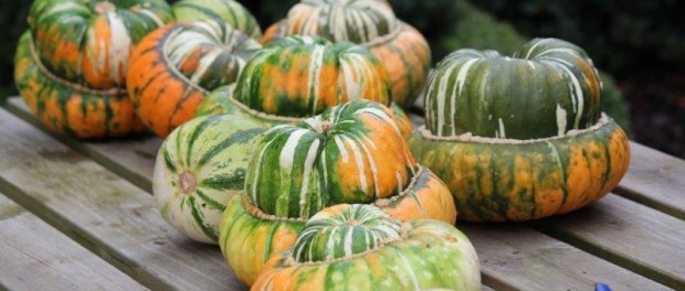 Tuinhappy.nl - pompoen Tuinhappy.nl - pompoen