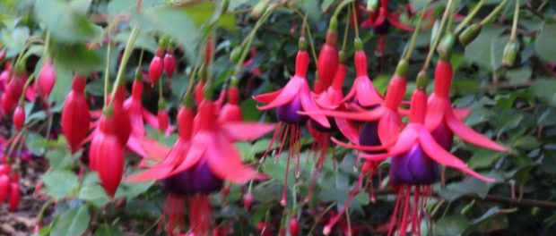 Fuchsia in oktober Fuchsia in oktober