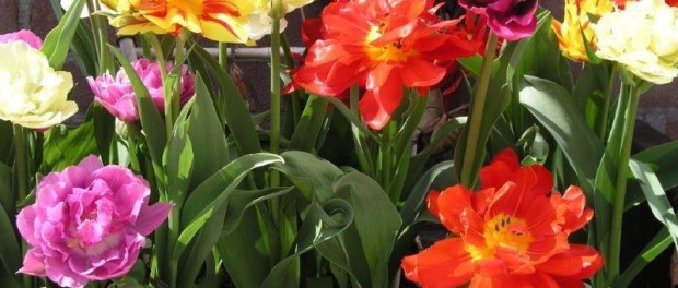 Tuinhappy.nl - papegaaitulpen Tuinhappy.nl - papegaaitulpen