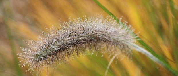 Tuinhappy.nl - pennisetum Tuinhappy.nl - pennisetum