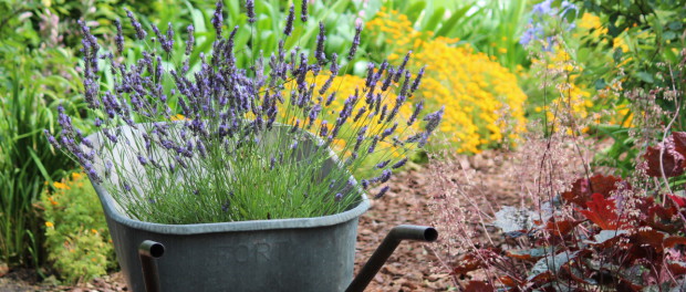 cropped-Tuinhappy.nl-lavendel-planten-02.jpg