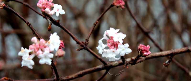 Viburnum bodnantese 'Dawn' Viburnum bodnantese 'Dawn'