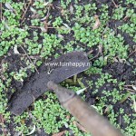 Tuinhappy.nl - onkruid verwijderen - schoffelen