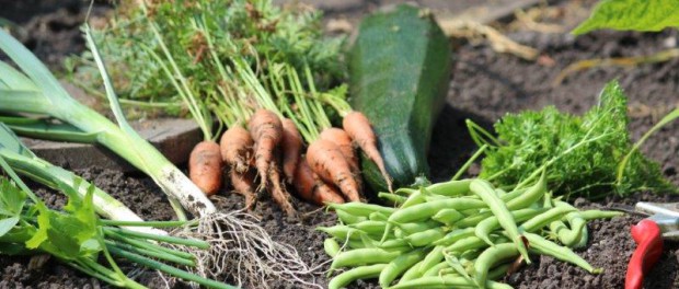 Tuinhappy.nl -groenten uit eigen tuin Tuinhappy.nl -groenten uit eigen tuin