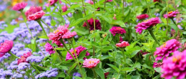 Zinnia's met ageratum