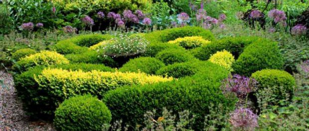 buxus grillige vorm buxus grillige vorm
