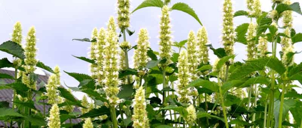 Agastache rugosa Alabaster Agastache rugosa Alabaster