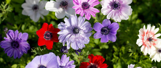 Anemonen in de tuin Anemonen in de tuin