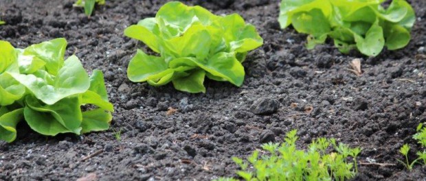 Moestuin Moestuin