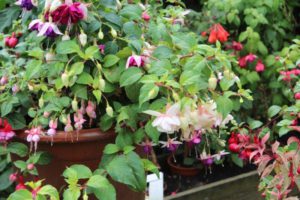 Fuchsia verzameling