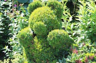 Buxus beertje Buxus beertje