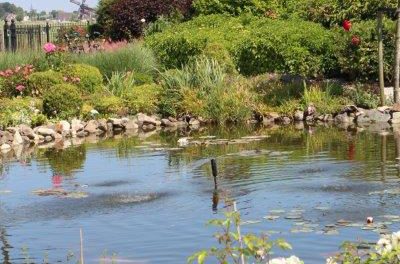 Vijvertuin Vijvertuin