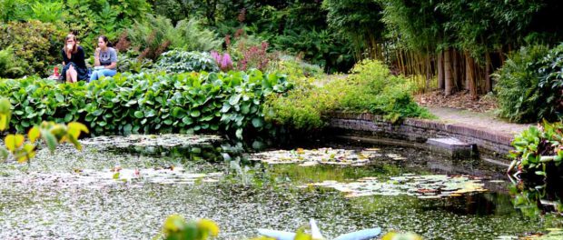 Hortus vijver Hortus vijver