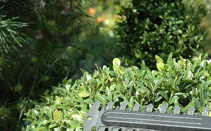 buxus heggenschaar op accu buxus heggenschaar op accu