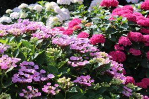 hortensia aanplanten