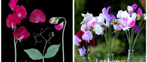 Lathyrus geurplant Lathyrus geurplant