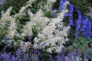 Plantenmarkt 12 mei 2018 hortus botanicus leiden