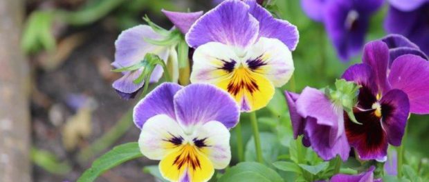 Viooltjes - tuinhappy.nl Viooltjes - tuinhappy.nl