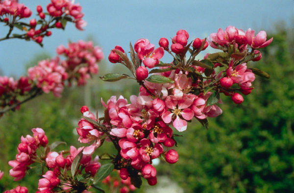 Bloesembomen Prachtig In Het Voorjaar Tuinhappy Nl Tuinblogger