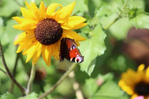 Tuinhappy - vlinders in je tuin --