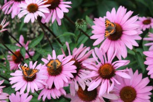 Tuinhappy - vlinders in je tuin