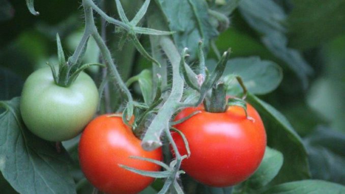 Tomaten uit eigen tuin