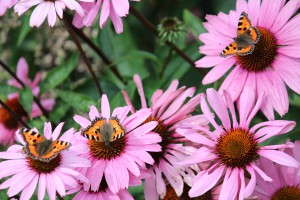 Levende tuin met vlinders