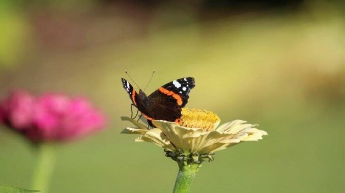 Meer vlinders in je tuin
