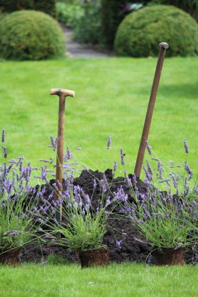 Tuinhappy.nl - lavendel planten