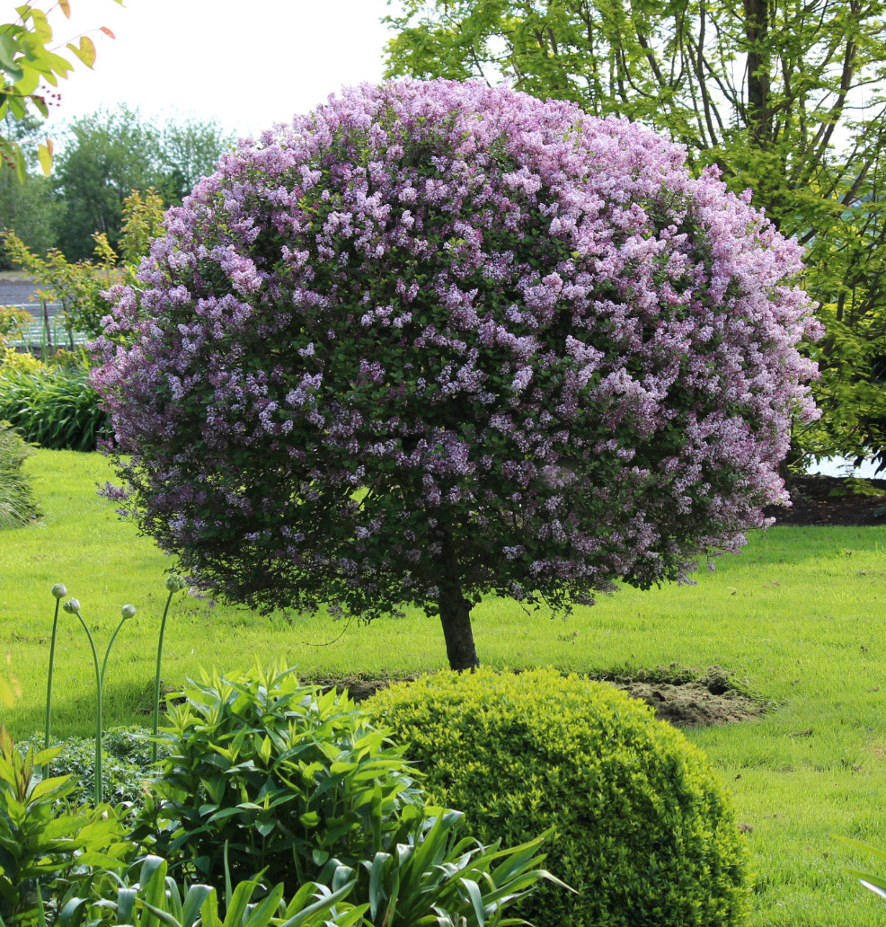 Tuinhappy.nl - Sering op stam Tuinhappy.nl - Sering op stam