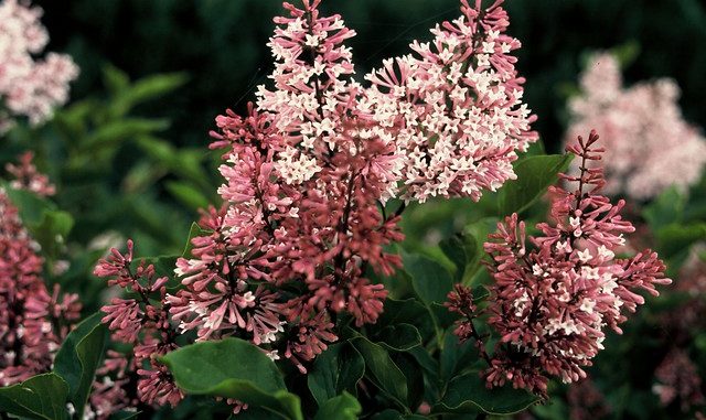 Syringa patula Miss Kim - struik sering Syringa patula Miss Kim - struik sering