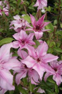 Clematis Isabella
