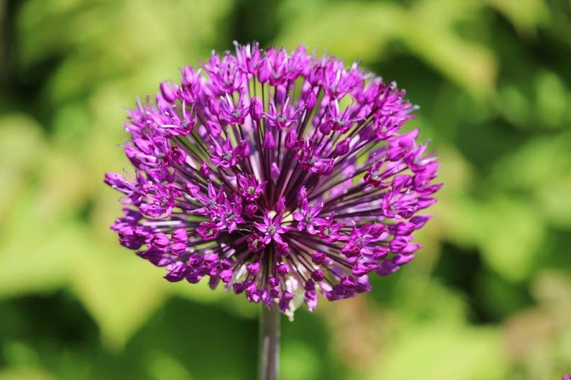 Tuinhappy.nl - allium