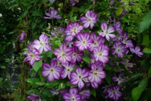 Clematis Pernille