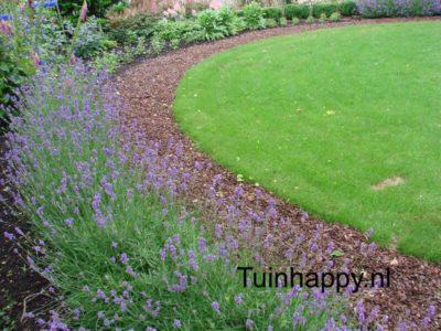 Tuinhappy.nl - lavendel