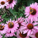 levende tuin met vlinders