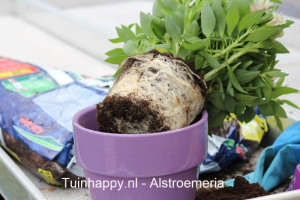 Tuinhappy.nl - Alstroemeria in pot