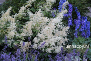 geitenbaard Geitenbaard - vaste plant op Bloem & Tuin
