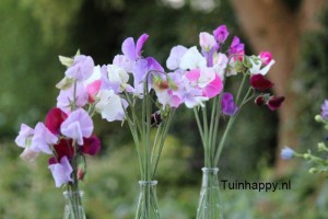Tuinhappy.nl - Lathyrus Tuinhappy.nl - Lathyrus