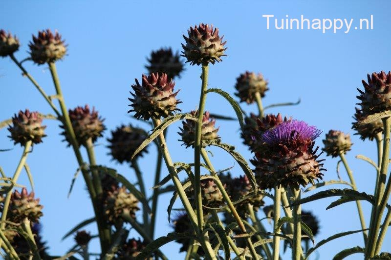 Tuinhappy.nl - Kardoen Tuinhappy.nl - Kardoen