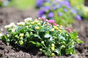 Tuinplanten - tuinonderhoud voorjaar