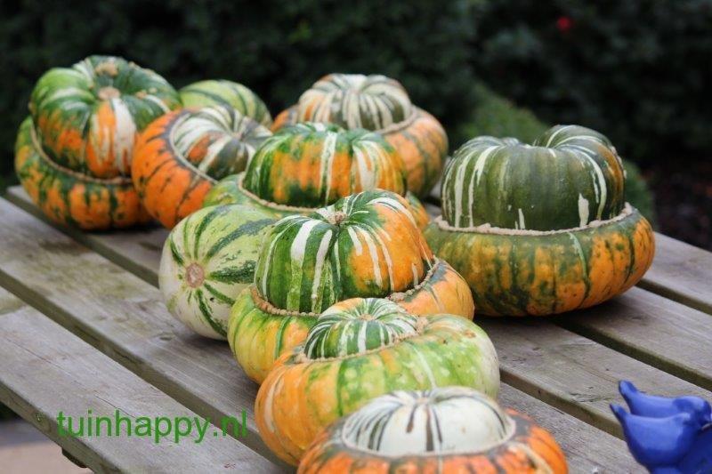 Tuinhappy.nl - pompoen Tuinhappy.nl - pompoen