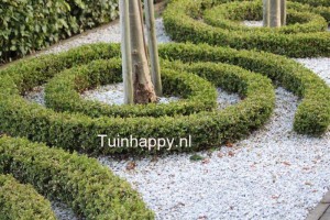 Tuinhappy.nl - buxus
