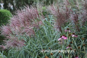 Tuinhappy.nl - siergrassen
