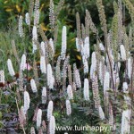 Tuinhappy.nl - zilverkaars