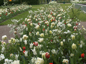 Keukenhof - Jacqueline van der Kloet - bloembollenmix